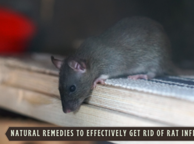 Natural Remedies to Effectively Get Rid of Rat Infestation