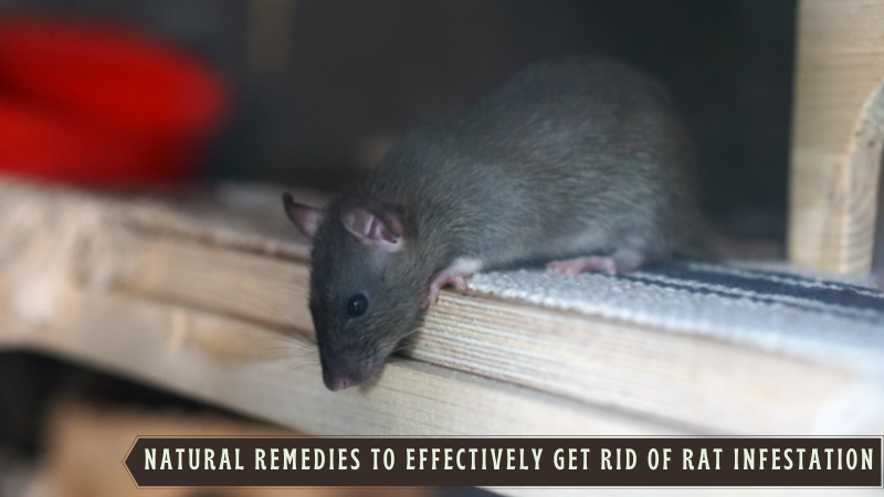Natural Remedies to Effectively Get Rid of Rat Infestation