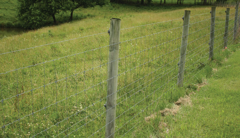 Breeding Facilities: Why High-Quality Fencing is Essential