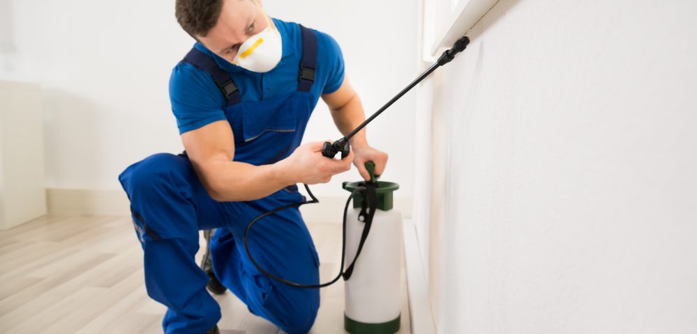 Pest Control Myths You Should Stop Believing Immediately